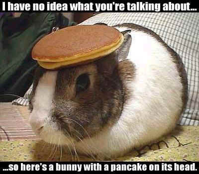 Rabbit with a pancake on his head?